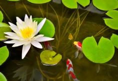 Water gardens and koi ponds have been popular for hundreds of years because of their beauty and serenity. Koi are traditional symbols of good luck in Chinese and Japanese culture, with each variety representing different aspects of life.