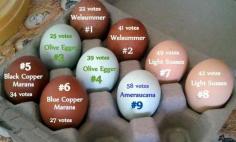 chickens eggs identified