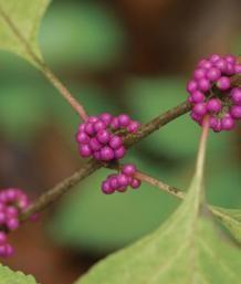 8 Trees and Shrubs with Showy Fall Fruit | Fine Gardening