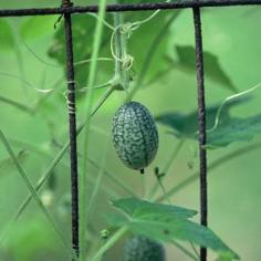 Cucamelon / Mouse Melon - (Melothria scabra)