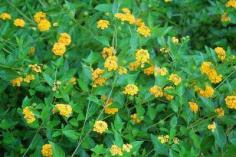 Flower gardening: How to Propagate Lantanas from Cuttings and Seeds, by Jackie Carroll on "Gardening Know How" blog, 27 Nov 2013