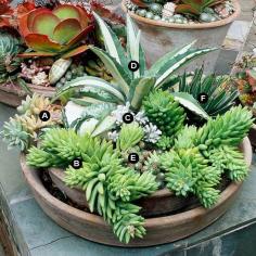 Double dish succulents (inner pot sits on pebbles for drainage)