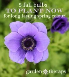 Five Fall Bulbs to Plant For Long Lasting Spring Colour - Garden Therapy