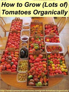How to Grow Tomatoes Organically - From planting to harvest, 8 simple steps to Homegrown Tomatoes Without Chemicals, plus innovative gardeni...