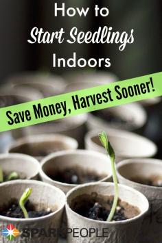 Get a jump on your vegetable garden (and save money) by starting your seeds indoors this year--here's how! | via @SparkPeople #food #gardening