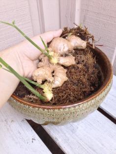 Growing Ginger Roots from the Grocery Store