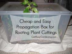 Late summer is a great time to take cuttings of your favorite plants and propagate them! Here's a super easy (and cheap!) DIY propagation box for rooting cuttings. | GetBusyGardening.com