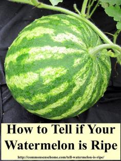 How to Tell if a Watermelon is Ripe - 4 clues to look for to tell if your garden or store watermelon is red, ripe, and ready to pick. #watermelon