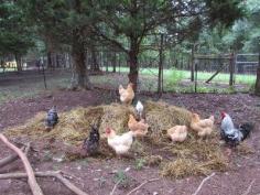 5 Acres & A Dream: Composting With Chickens