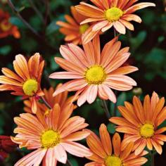 Beginner's Guide to Chrysanthemums - Southern Living