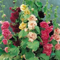 Hollyhocks | Hollyhock Garden