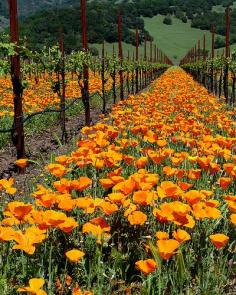 Springtime in the Wine Country by mcastellucci on Flickr. "Poppies in a vineyard near Kenwood, CA, on Hwy 12 between the Kenwood and Kunde wineries."
