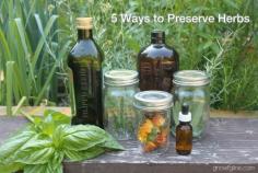 5 Ways to Preserve Your Herbs (including easy pesto recipe)