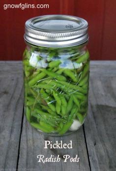 Pickled Radish Pods | Radishes are a favorite crop in our homestead garden. They are easy to grow and we enjoy the many heirloom varieties available. Occasionally I plant more than we can eat or harvest to preserve for later, so I allow them to go to seed. The radishes produce beautiful little flowers and seed pods perfect for a garden snack! | GNOWFGLINS.com