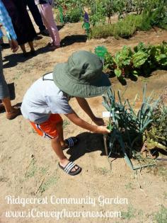 Community Garden and More from Summer 2014