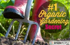 An Introduction to Companion Planting | via @SparkPeople #spring #garden