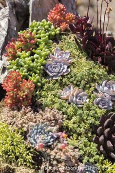 Succulent arrangement in driftwood at Waterwise Botanicals - Succulents and Sunshine