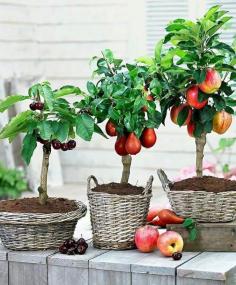 Mini Fruit Trees in Baskets | Happy House and Garden