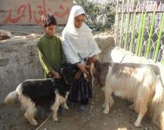 #goatvet likes this dairy goat project that helps women in Afghanistan