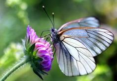 Butterfly gardening belongs to a growing school of gardening that focuses on the preservation of wildlife. It focuses on creating an environment for butterflies to thrive and reproduce.
