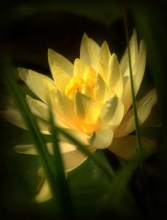 Yellow Water Lily Photograph