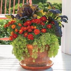 Stunning Marigold Fall Container - Fall Container Gardening Ideas - Southern Living