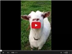 #goatvet says even horse lovers appreciate goats - see this short video of a goat with a large pink tongue