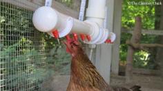 The Advantages of Poultry Nipples & The Chicken Fountain in particular