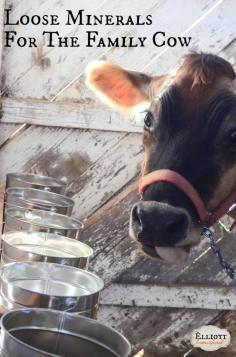 Loose Minerals for Dairy Cows | The Elliott Homestead (.com)