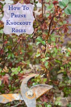 How and when to prune knockout roses - Whats Ur Home Story