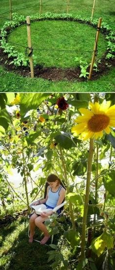 Grow a sunflower house for the kids to play in. // 31 Cheap And Easy Backyard Ideas That Are Borderline Genius