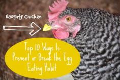 How to Stop Your Chicken From Eating its Eggs :: Five Little Homesteaders