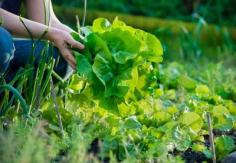 Rotating Garden Crops