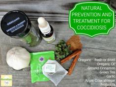 Fresh Eggs Daily®: Coccidia | Coccidiosis - Natural Prevention and Treatment for Chicks and Chickens