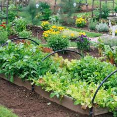 Autumn's mild temperatures create perfect growing conditions for cool-season crops such as lettuce and spinach -- so enjoy late-season treats by planting a fall vegetable garden.