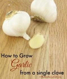 How-To-Grow-Your-Own-Garlic-From-A-Single-Clove