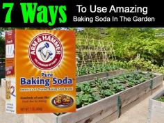 7-baking-soda-uses-garden