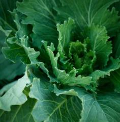 Your fall vegetable gardening will get kicked up a notch with the addition of Champion Collard.  It's one of our popular fall veggies found here: