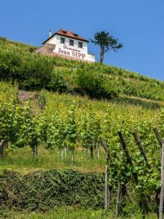 Jean Sipp Vineyard, Ribeauvillé, Alsace, France