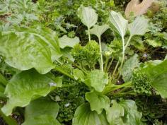 Edible weeds in your yard