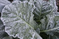 Collards with Frost on Leaves