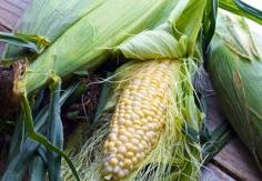 The old dictum that you should set the water pot on the stove and bring it to boiling before you pick sweet corn is still (mostly) true. Once picked, the sugars that make the corn sweet will start to convert back to starch.