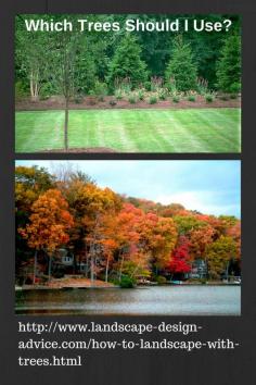 The Best Trees for Landscaping. Learn which ones are right for your property! www.landscape-des...