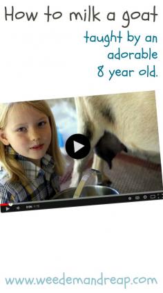 How to Milk a Goat, taught by an adorable 8-year-old! #video #goats #farming