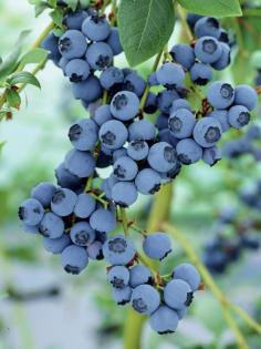 
                        
                            Toro Blueberry Bush Produces Bumper Crop
                        
                    