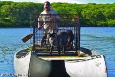 #goatvet says just as well these are pygny goats getting taken to an Island for browsing weeds