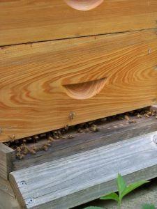 
                        
                            Did you know that you can learn a lot about the condition of your beehives simply by watching the entrance of the hive
                        
                    