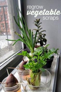 Introduce plant science to kids by regrowing vegetables indoors! What a fun idea.