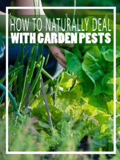 How to Naturally Deal with Garden Pests - Homesteading and Health
