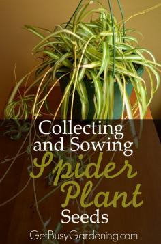 Have you ever noticed what appear to be seeds around your spider plants before? Well, guess what, those are indeed spider plant seeds! In this post, I give you step by step instructions for Collecting and Sowing Spider Plant Seeds. | GetBusyGardening.com